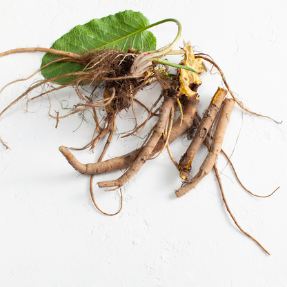 Witchy Pooh's Yellow Dock Root For Blood Purification, Smudging For Ritual to Release Past Traumas-14