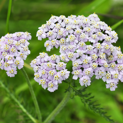 Witchy Pooh's Yarrow Flowers Herb For Topical Wound Healing, Heighten Senses for Ritual and Intuition-18