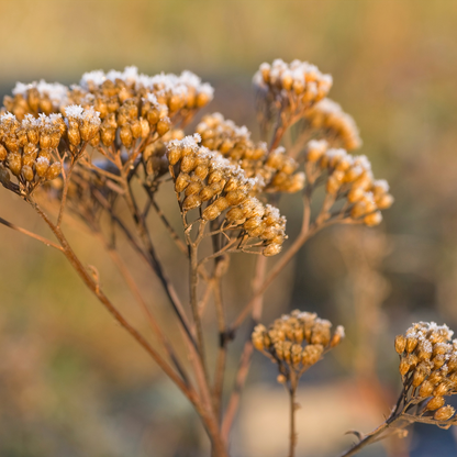 Witchy Pooh's Yarrow Flowers Herb For Topical Wound Healing, Heighten Senses for Ritual and Intuition-7