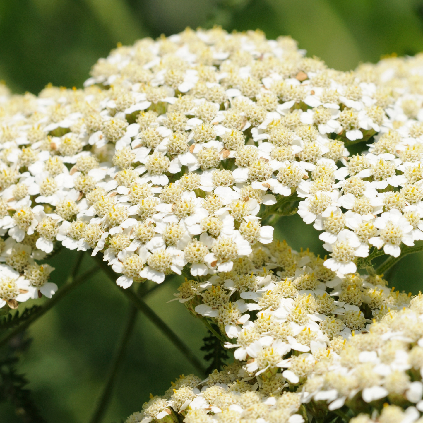 Witchy Pooh's Yarrow Flowers Herb For Topical Wound Healing, Heighten Senses for Ritual and Intuition-15