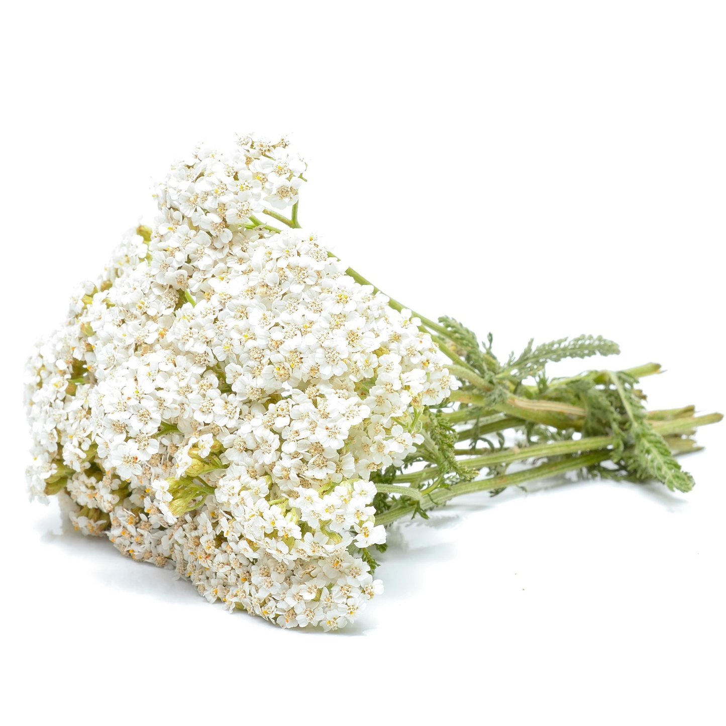 Witchy Pooh's Yarrow Flowers Herb For Topical Wound Healing, Heighten Senses for Ritual and Intuition-14